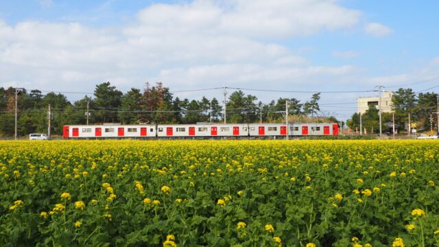 福吉の菜の花と赤い電車