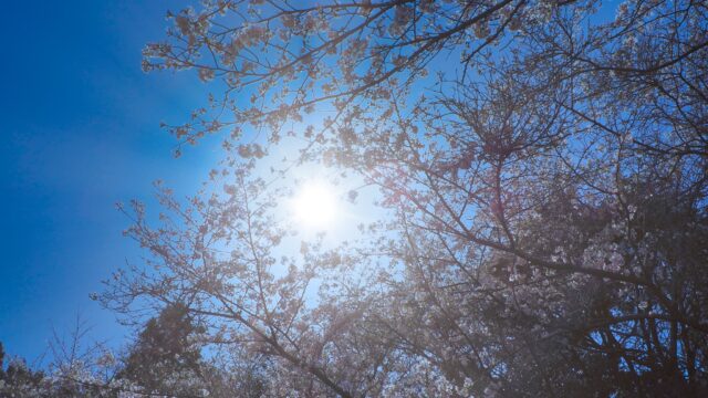 日向峠の桜