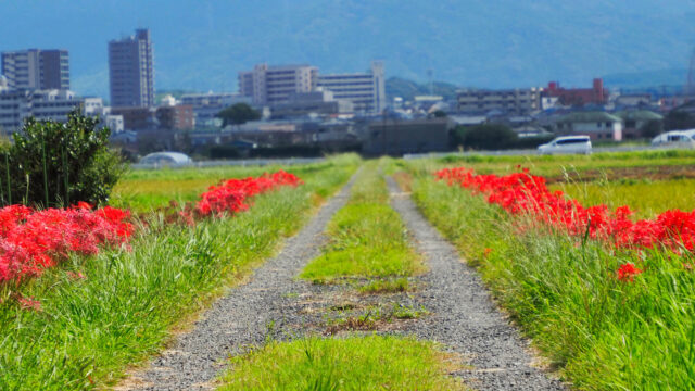 秋の紅線：糸島市新田の彼岸花