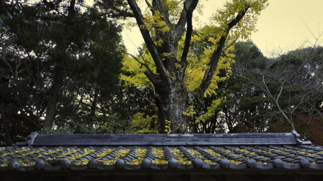 古の神木と秋の対話：櫻井神社