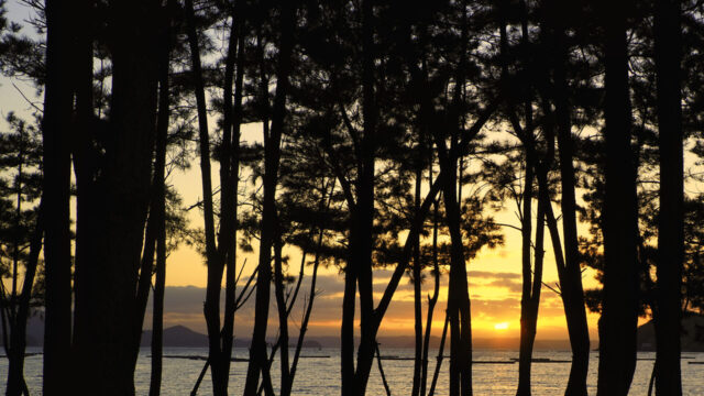 松林の向こうに沈む夕日