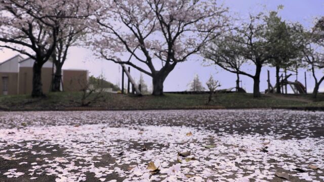 志摩中央公園に舞う桜の絨毯