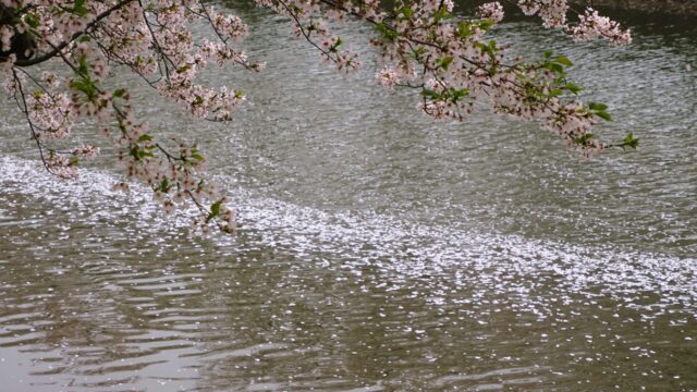 池田川の優雅な春