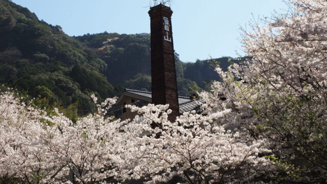大川内の桜と煙突