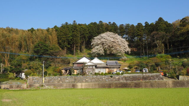 松国の一本桜