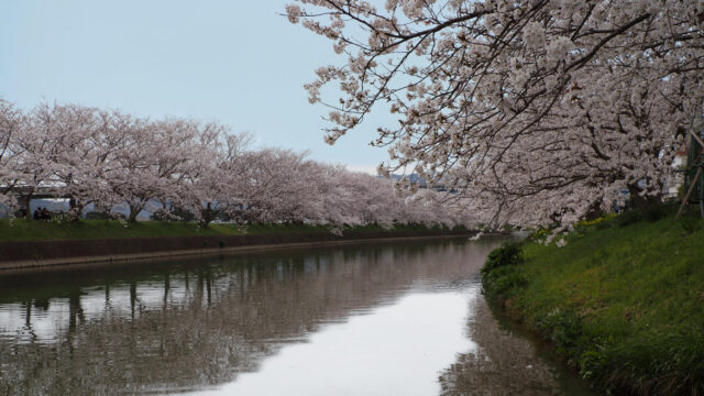 池田川の桜