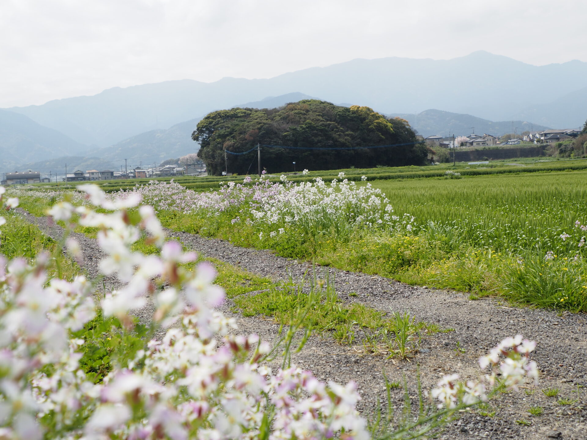 糸島の白い花の小道