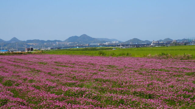 糸島の春