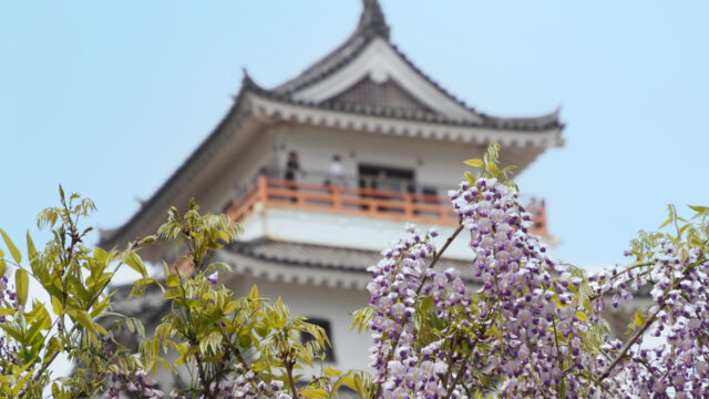 唐津城を彩る藤の花