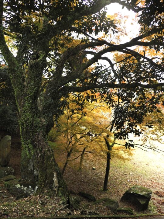 時を刻む巨木と冬枯れの光