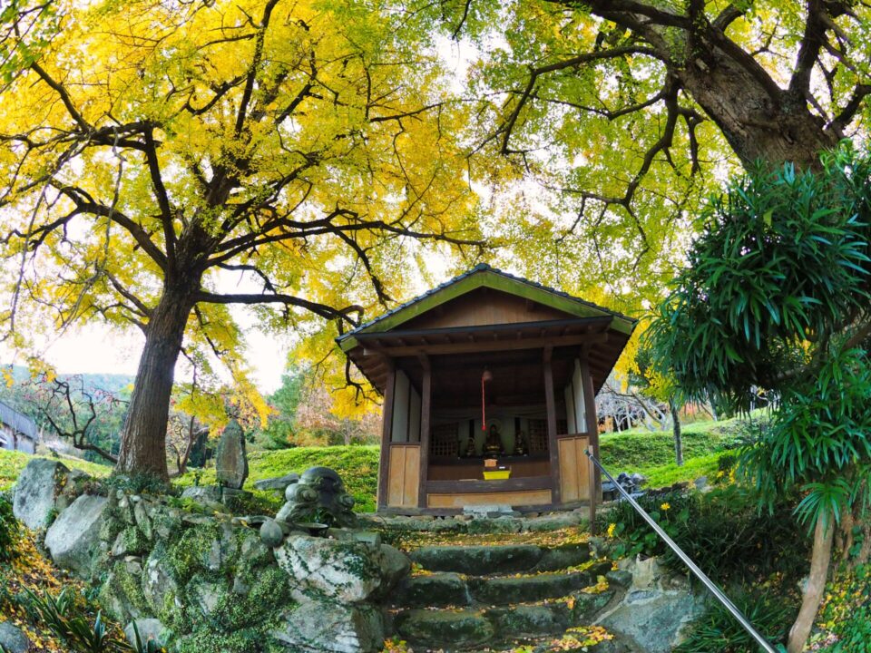 薬師堂を優しく包む大樹の枝葉