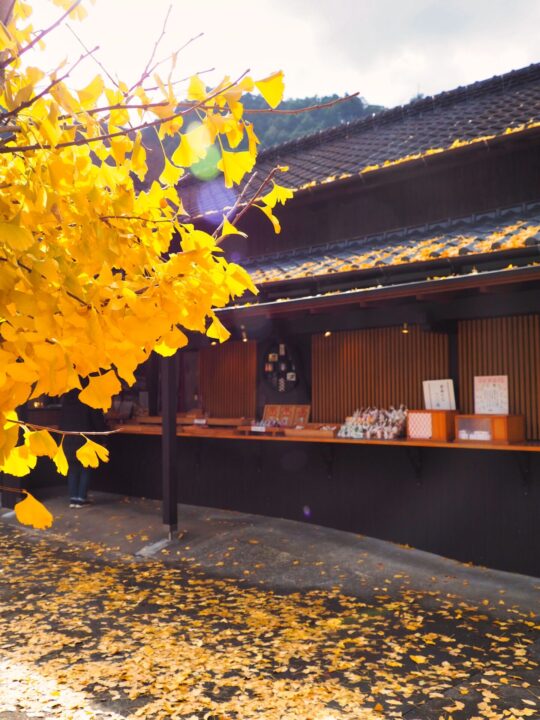 晩秋の社務所と輝くイチョウ
