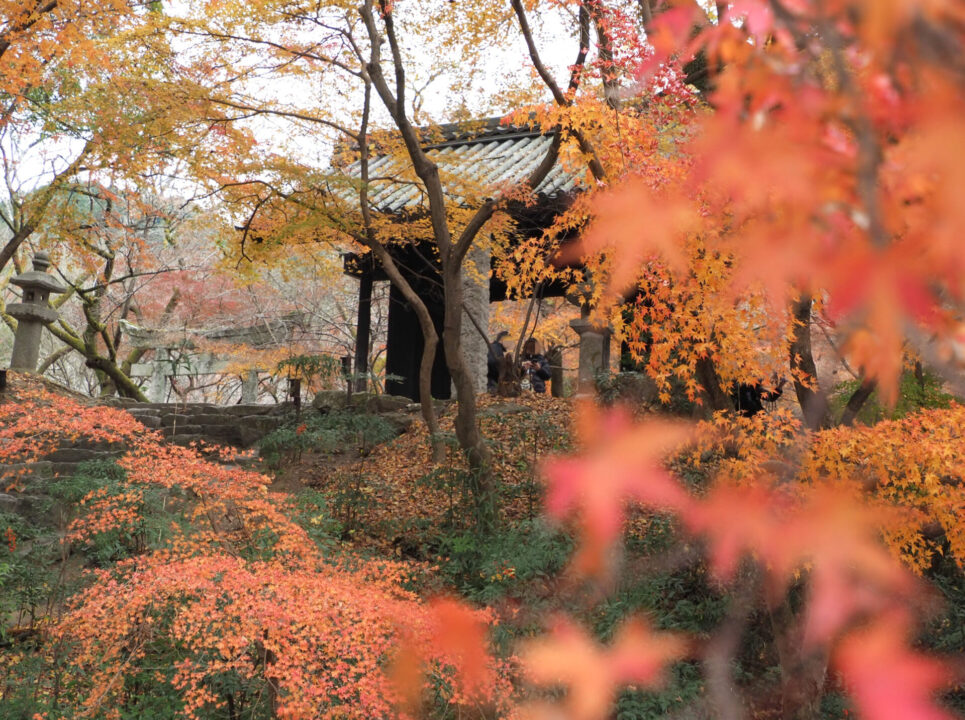 秋の額縁、楓に包まれる休息