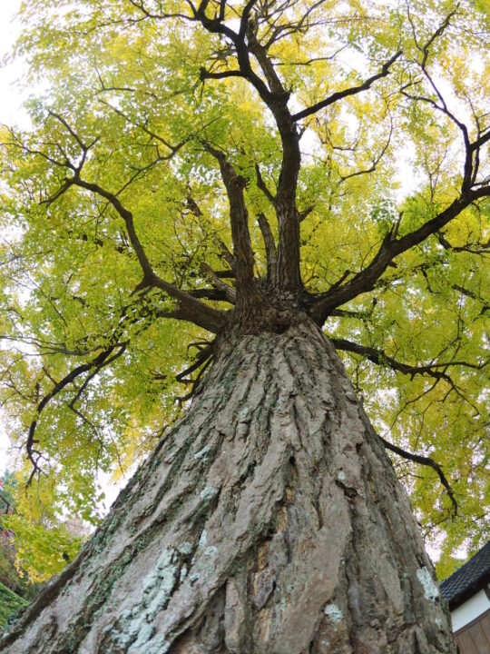 天を仰ぐ、生命力あふれる巨樹の鼓動