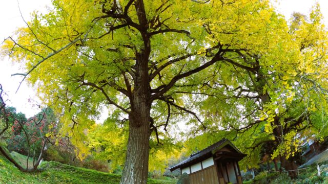 大銀杏の黄金色に包まれる糸島・長石のお薬師様