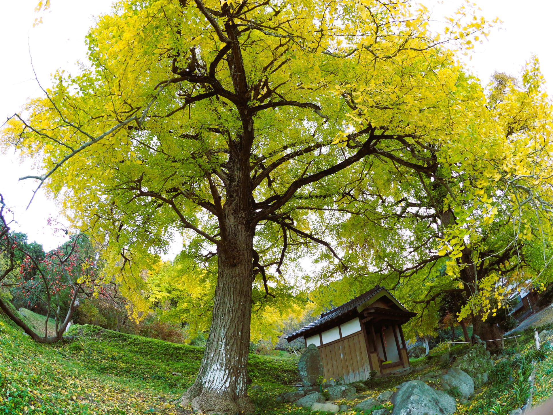 大銀杏の黄金色に包まれる糸島・長石のお薬師様