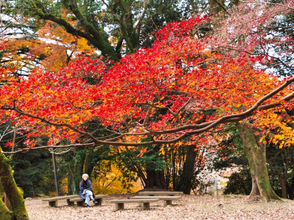 真っ赤な天蓋の下で味わう秋の余韻