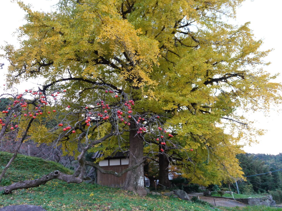 有柿の実と大銀杏が織りなす里山の秋