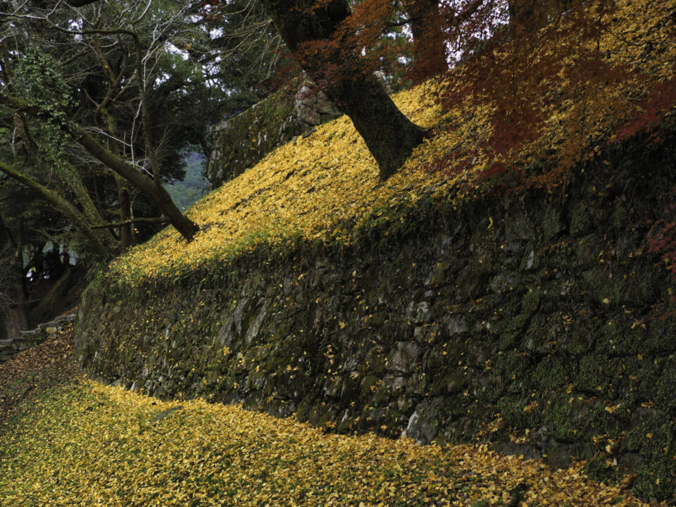 黄金色の絨毯が広がる秋月城跡の石垣