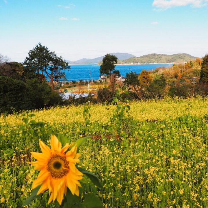 ひまわりと菜の花の競演