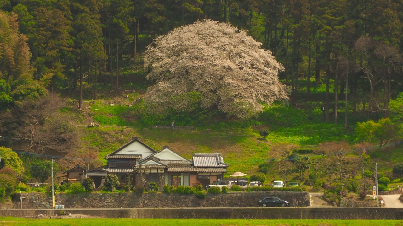 松国の一本桜