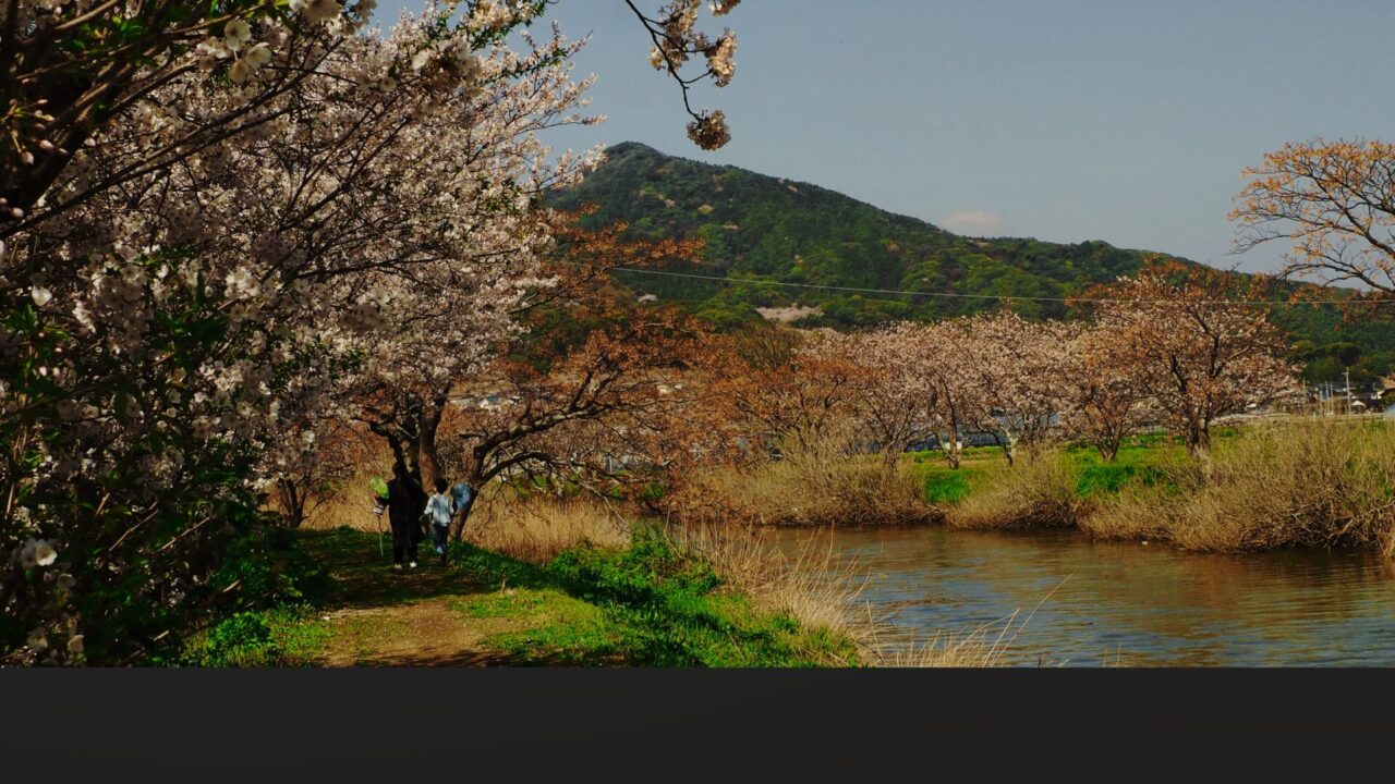雷山川のさくら道