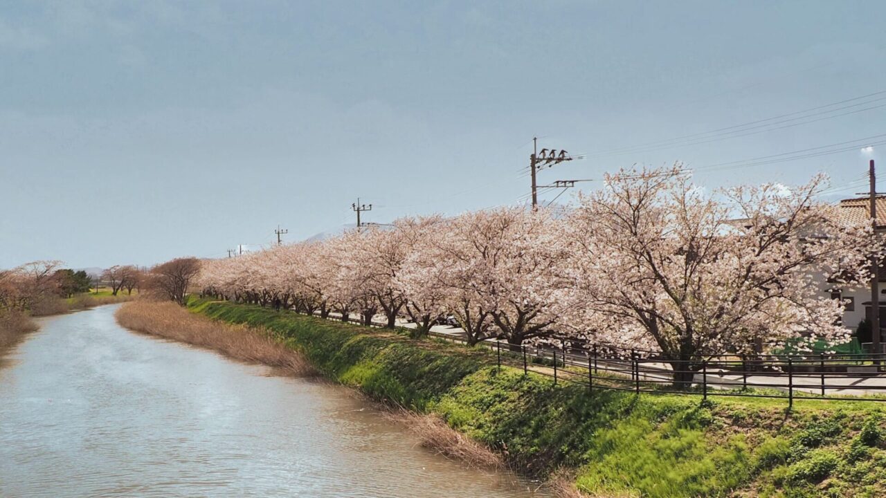 雷山川のさくら道
