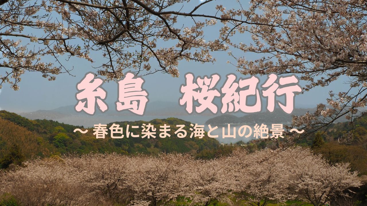 ゆらりんこ橋から見た海と桜